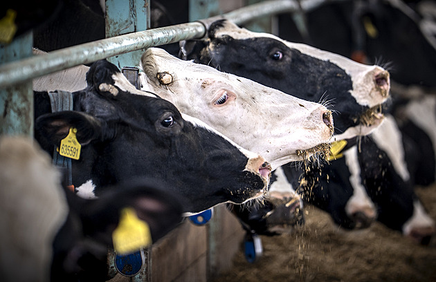 Farmáři nemají krmivo, někde vybíjejí stáda. Problém je i propad cen mléka a masa