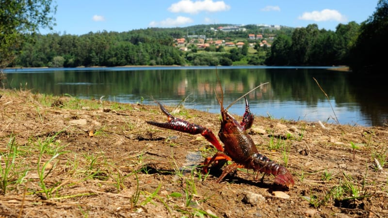 Hrozba pro českou přírodu: V jezeře Milada se objevil rak červený. Upozornili na něj cyklisté