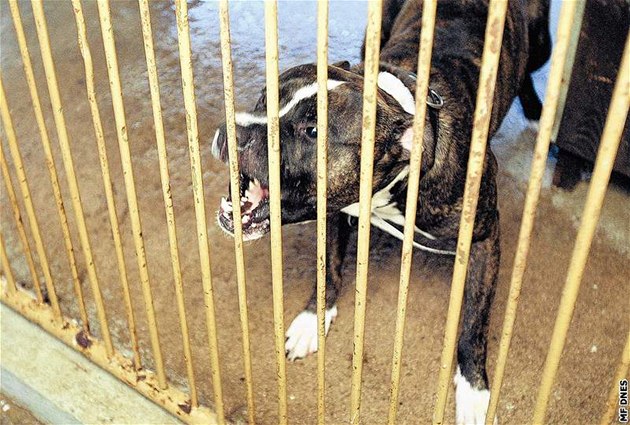 Útok psa na dítě. Pitbul se před obchodem vyvlékl z vodítka, pokousal šestiletou dívku